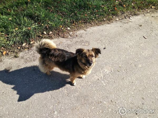 Озеро Светлояр (Россия, Нижегородская область) фото