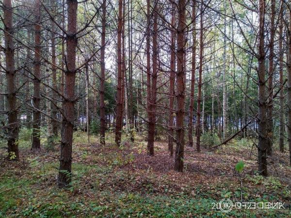 Озеро Светлояр (Россия, Нижегородская область) фото