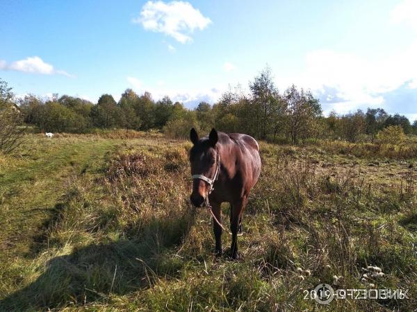 Озеро Светлояр (Россия, Нижегородская область) фото