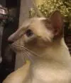 FrauLetta