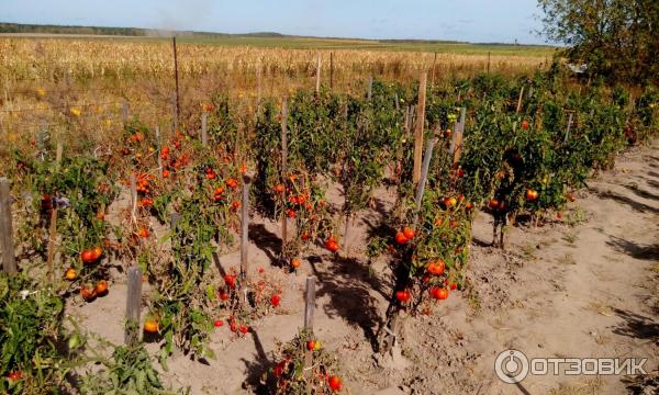 Купить Семена Помидоры Пасхальное Яйцо