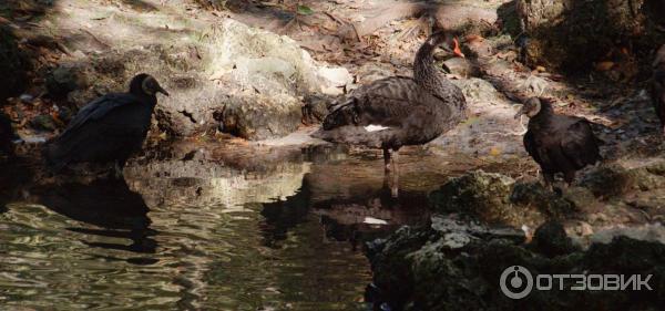 Ellie Schiller Homosassa Springs Wildlife State Park