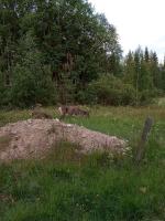 Отдых в деревне Хосса (Финляндия, Суомуссалми) фото