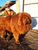 Порода собак "Тибетский мастиф" фото