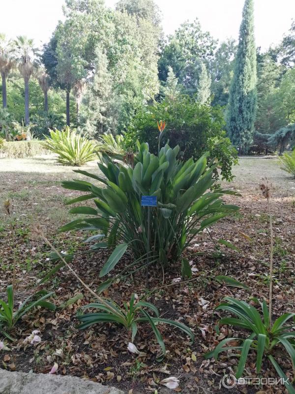 Ботанический сад Палермо Orto Botanico di Palermo (Италия, Сицилия)