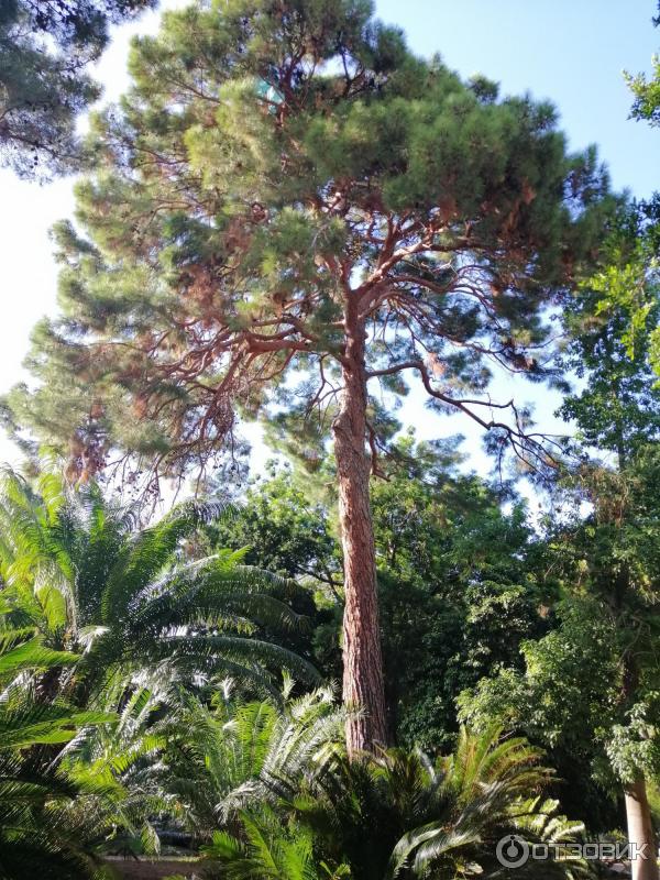 Ботанический сад Палермо Orto Botanico di Palermo (Италия, Сицилия)