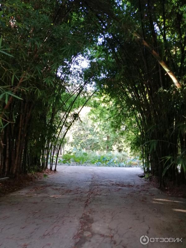 Ботанический сад Палермо Orto Botanico di Palermo (Италия, Сицилия)