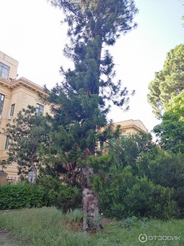 Ботанический сад Палермо Orto Botanico di Palermo (Италия, Сицилия)