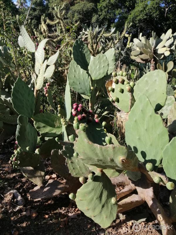 Ботанический сад Палермо Orto Botanico di Palermo (Италия, Сицилия)