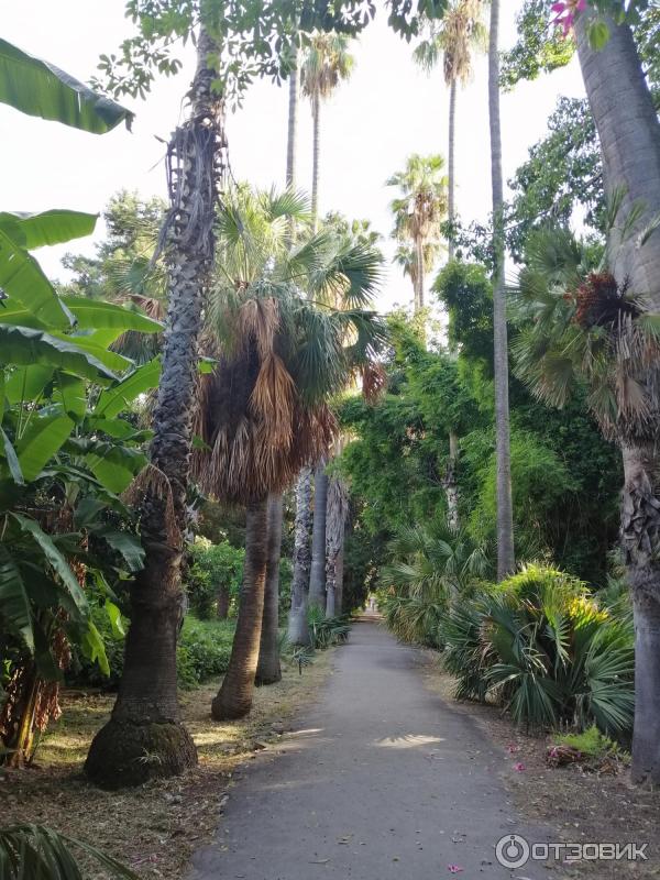 Ботанический сад Палермо Orto Botanico di Palermo (Италия, Сицилия)