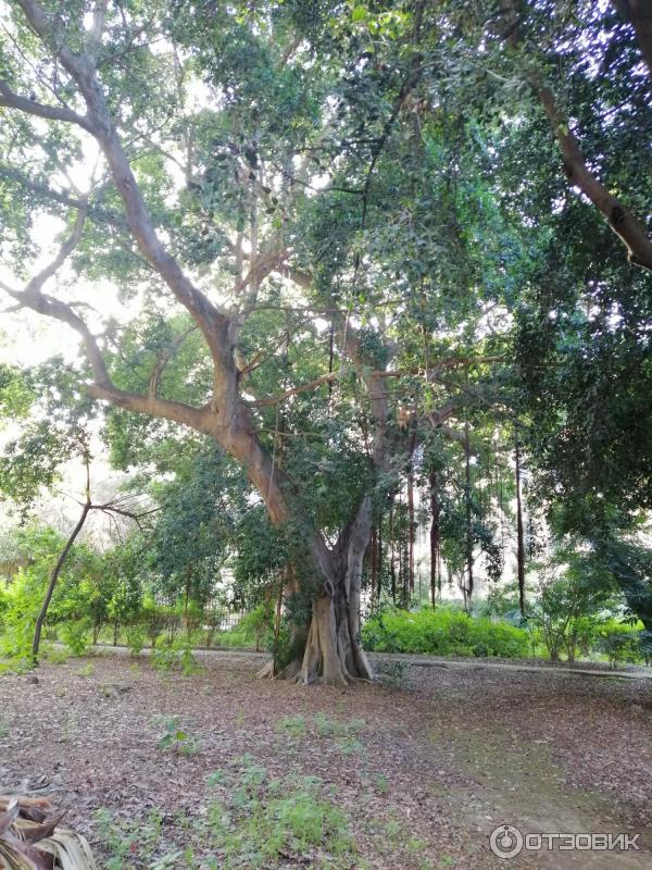 Ботанический сад Палермо Orto Botanico di Palermo (Италия, Сицилия)