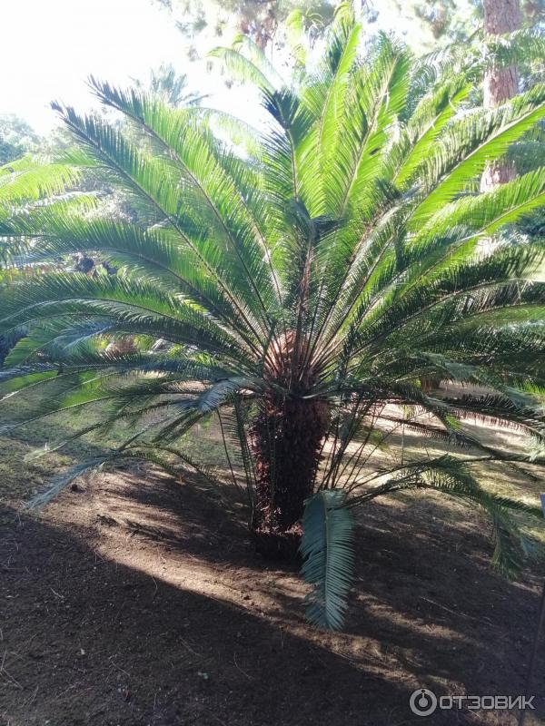 Ботанический сад Палермо Orto Botanico di Palermo (Италия, Сицилия)