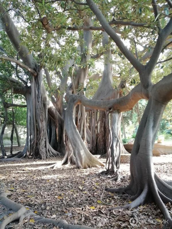 Ботанический сад Палермо Orto Botanico di Palermo (Италия, Сицилия)