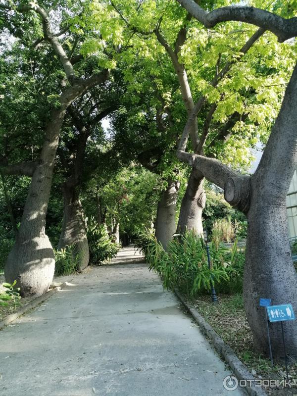 Ботанический сад Палермо Orto Botanico di Palermo (Италия, Сицилия)