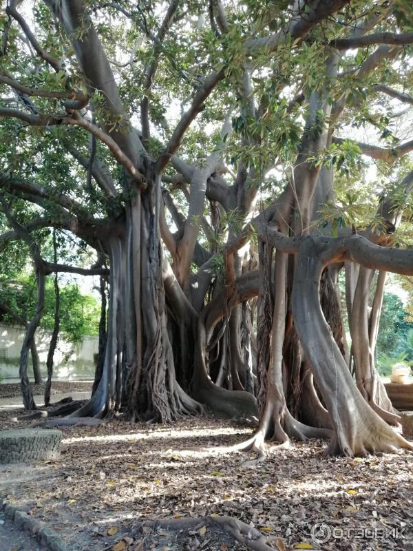 Ботанический сад Палермо Orto Botanico di Palermo (Италия, Сицилия)