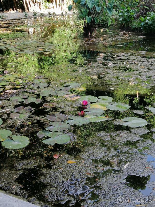 Ботанический сад Палермо Orto Botanico di Palermo (Италия, Сицилия)