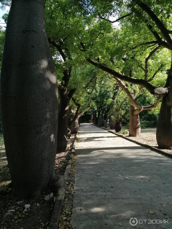 Ботанический сад Палермо Orto Botanico di Palermo (Италия, Сицилия)