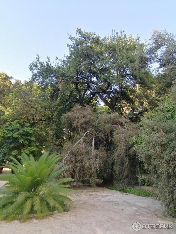 Ботанический сад Палермо Orto Botanico di Palermo (Италия, Сицилия)