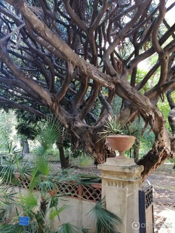 Ботанический сад Палермо Orto Botanico di Palermo (Италия, Сицилия)