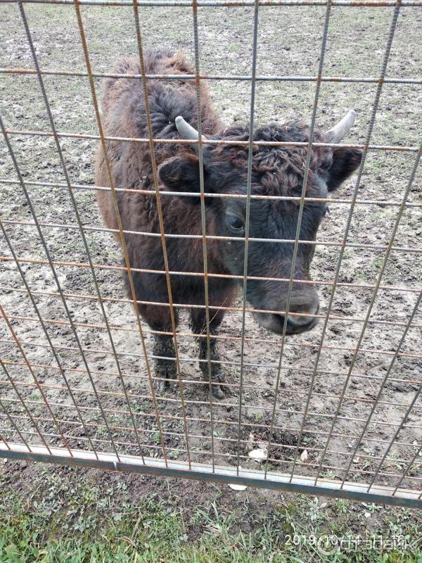 Корниш браш сфинкс. Зооферма алексин-страус. Животные в алексине. Козлята белые заанонубийские новорожденные фото. Авито алексин котята.