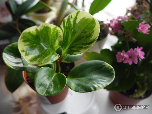 Неприхотливые комнатные растения - примеры с фото! (ч.2) | Комнатные цветы | Дзен
