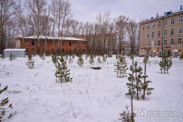 Будущий сосновый бор