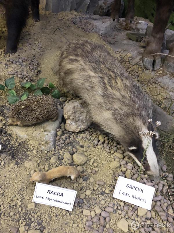 Краеведческий музей Черкесска (Россия, Карачаево-Черкессия) фото