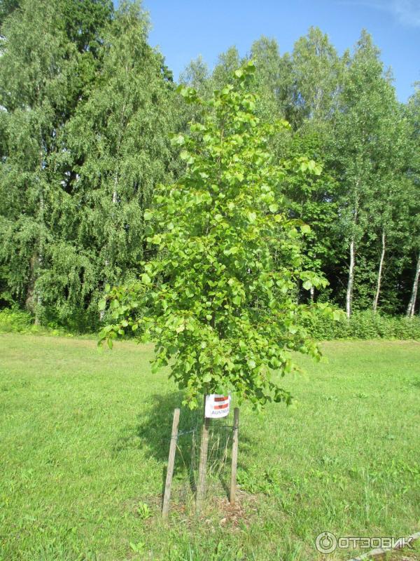 Ботанический сад Вильнюсского Университета в Кайренай (Литва, Вильнюс) фото