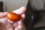 Садовое растение "Зизифус" фото