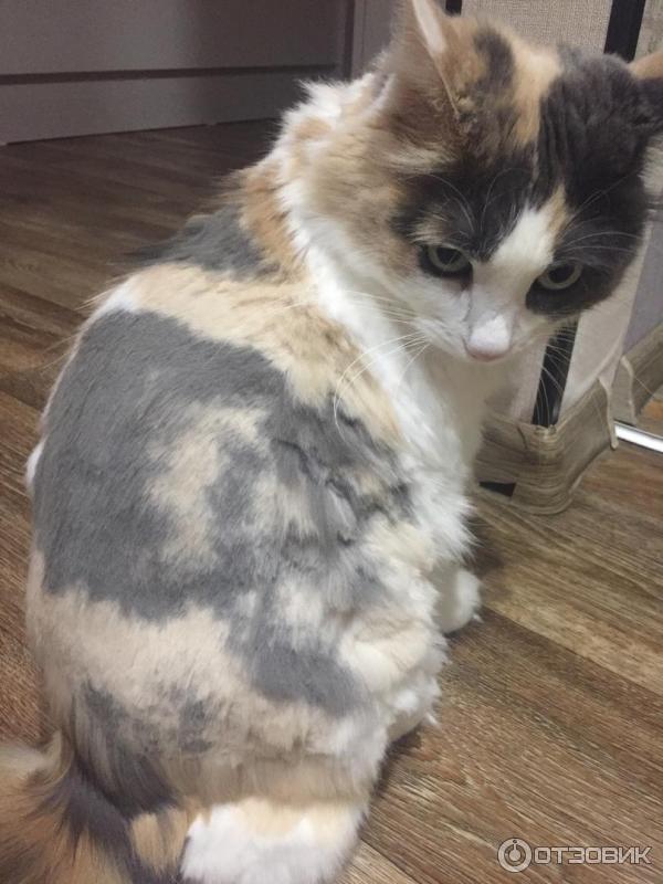 Как стригут кошек ✂️🐈