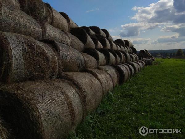 Оленья ферма Гринфилд парк (Россия, Ижевск) фото