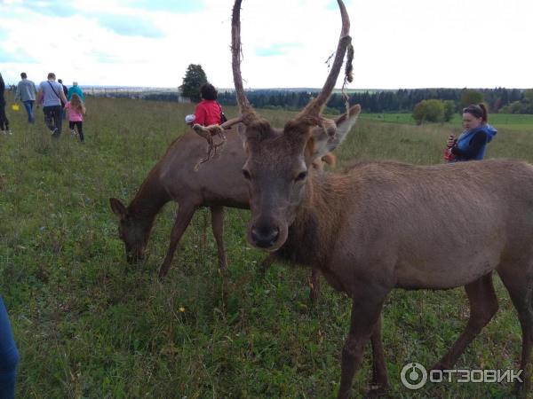 Оленья ферма появилась в окрестностях Ижевска - ГТРК … Foto 18