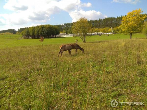 Оленья ферма Гринфилд парк (Россия, Ижевск) фото