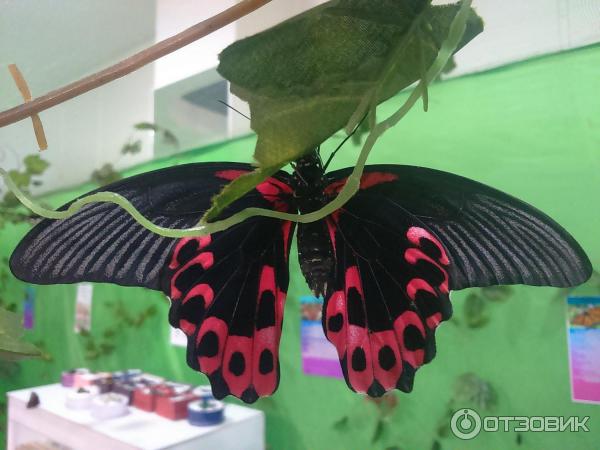 Выставка бабочек пермь колизей. ВДНХ парк бабочек. Выставка бабочек в Саранске 2022. Выставка бабочек. Выставка живых бабочек.