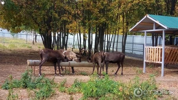 Казеевка Экокомплекс Пенза Фото