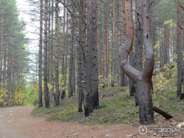 Линия Маннергейма (Россия, Медвежьегорск) фото