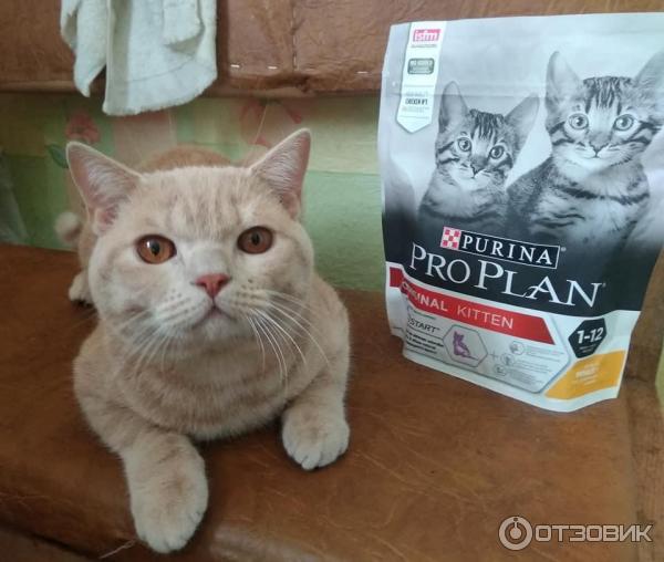 Котёнок Плюшик с упаковкой корма Purina ProPlan