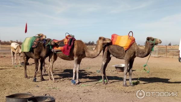 Экскурсия в берберскую деревню в Атласских горах от компании Viator (Марокко, Марракеш) фото