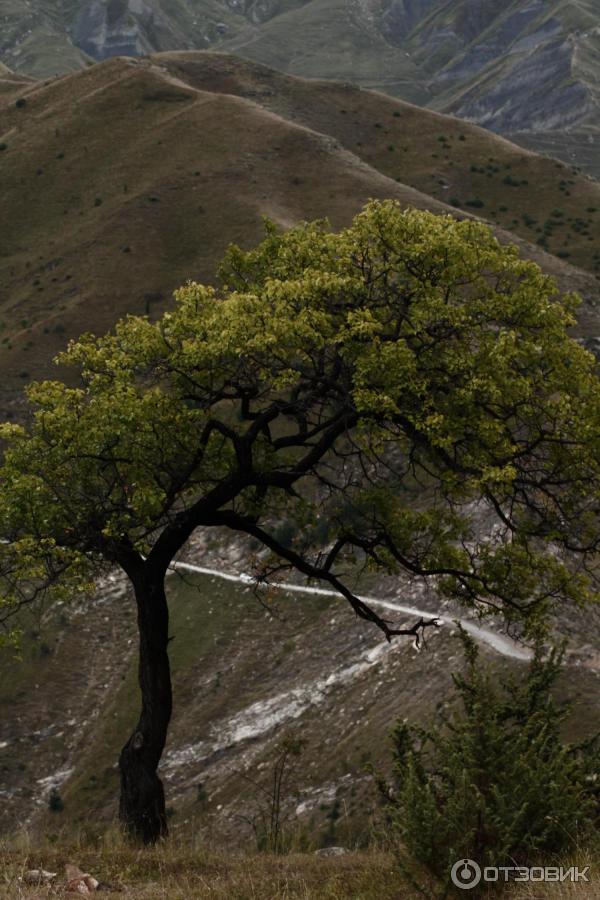 Экскурсия по старинному селу Гамсутль (Россия, Дагестан) фото