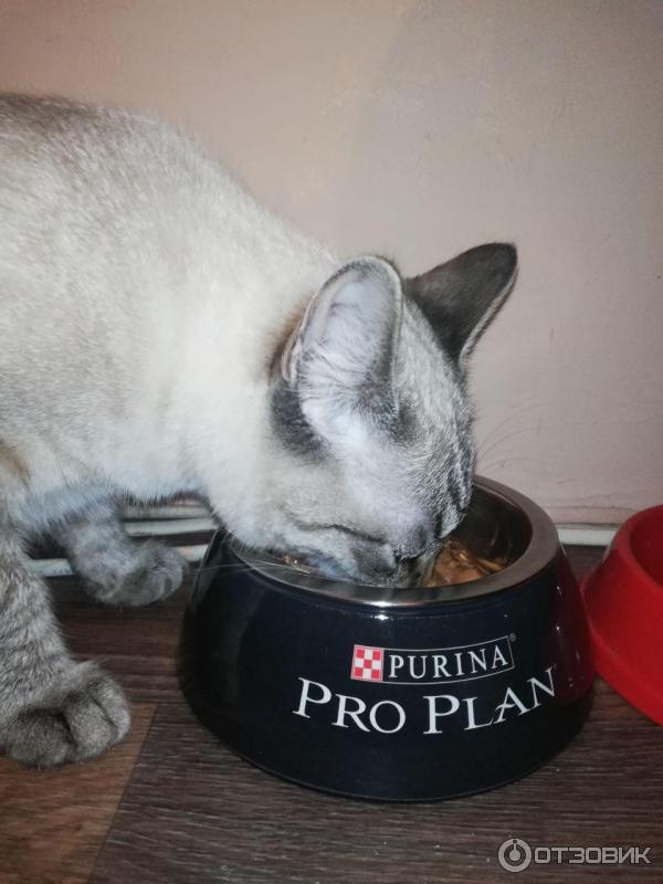 Корм для котят Purina Pro Plan фото