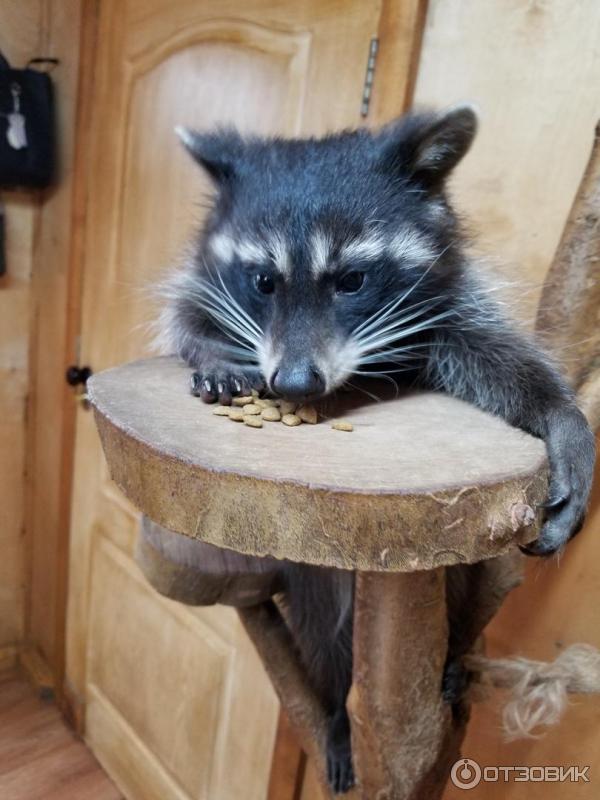 Енотодром ул свердлова 12б. Енотодром в ялте. Домики для енотов. Еноты в ялте. Контактный зоопарк ялта енотодром.