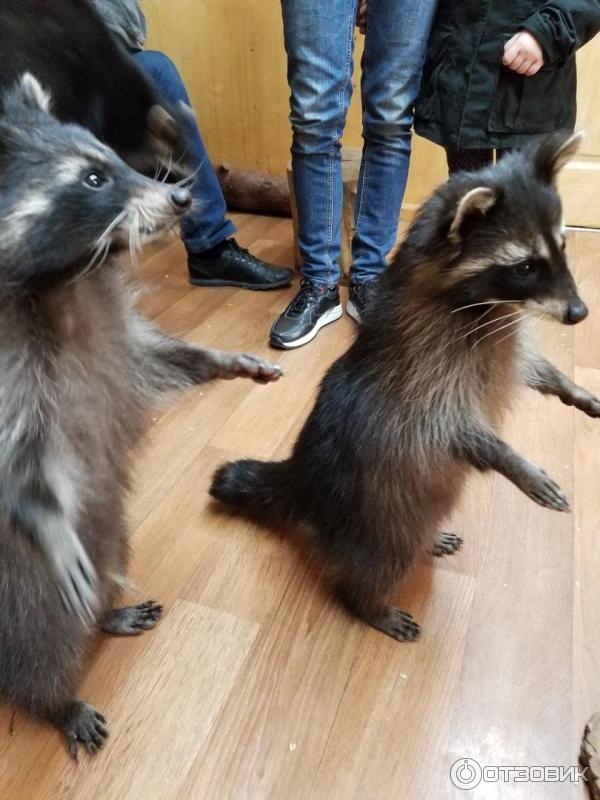 Енотодром в ялте. Контактный зоопарк ялта енотодром. Енотодром ул свердлова 12б. Енотодром ялта бедные еноты. Еноты в ялте.