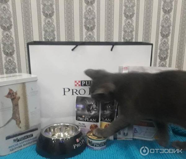 Мой котик с рационом Purina