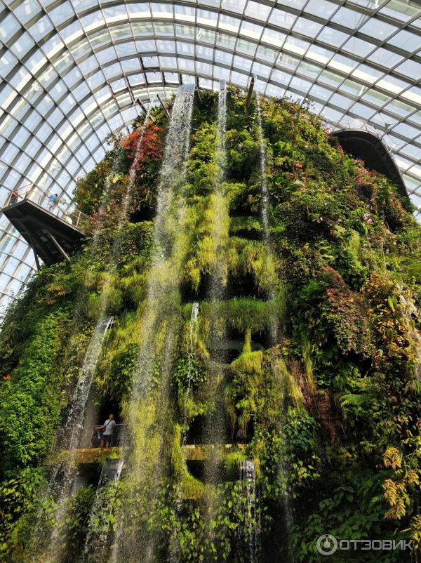 сады в Сингапуре фото Cloud Forest