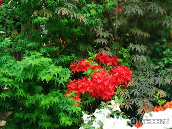 сады в Сингапуре фото Flower Dome