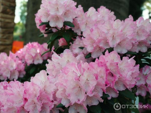 Сингапур картинки фото Flower Dome