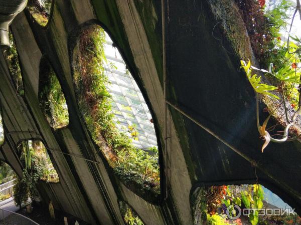 сады в Сингапуре фото Cloud Forest Облачный лес