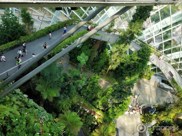 сады в Сингапуре фото Cloud Forest