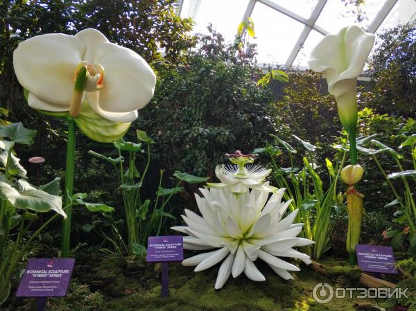 Сингапур картинки фото Cloud forest