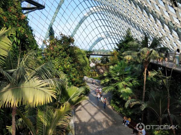 сады в Сингапуре фото Cloud Forest